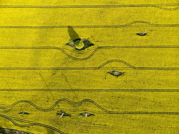 Widok drona żółtych pól nasion rzepaku — Zdjęcie stockowe