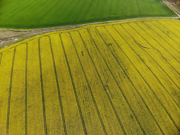 Visão do zangão dos campos de sementes de estupro amarelo — Fotografia de Stock