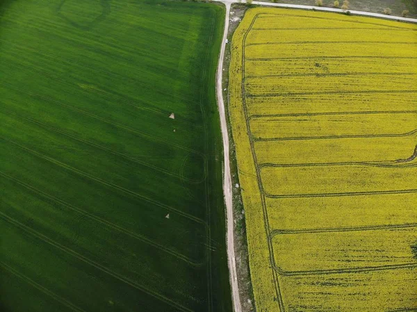 Visão do zangão dos campos de sementes de estupro amarelo — Fotografia de Stock