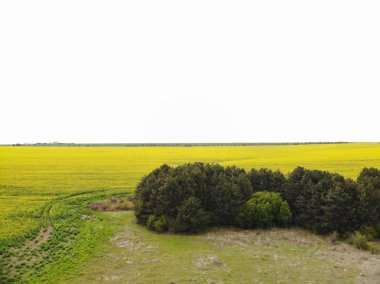 Sarı Tecavüz Tohum Alanlarının Drone Görünümü