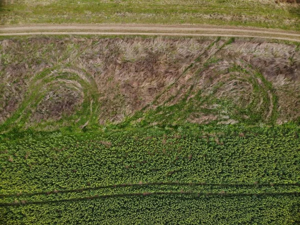 Drone Top View of Green Rape Seed Fields — Stock Photo, Image