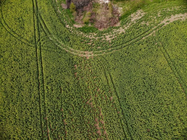 Drone Top View of Green Rape Seed Fields — Stock Photo, Image