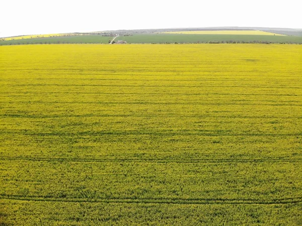 Drone View of Yellow Rape Seed Fields — Stock Photo, Image