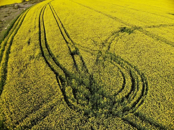 Visão do zangão dos campos de sementes de estupro amarelo — Fotografia de Stock