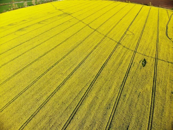 Drone View of Yellow Rape Seed Fields — Stock Photo, Image