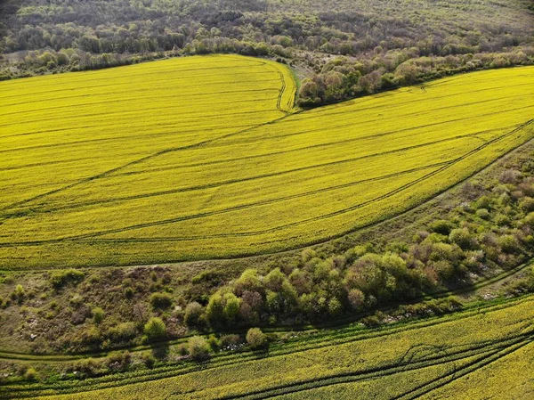 Visão do zangão dos campos de sementes de estupro amarelo — Fotografia de Stock