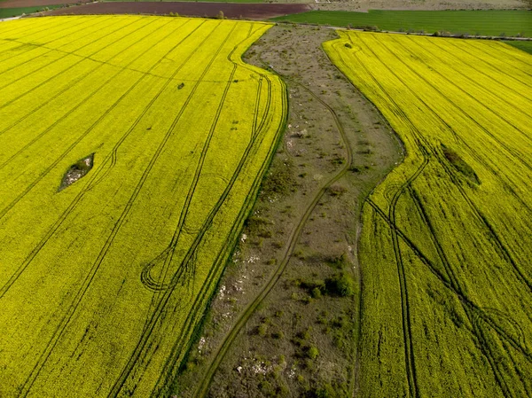 Visão do zangão dos campos de sementes de estupro amarelo — Fotografia de Stock