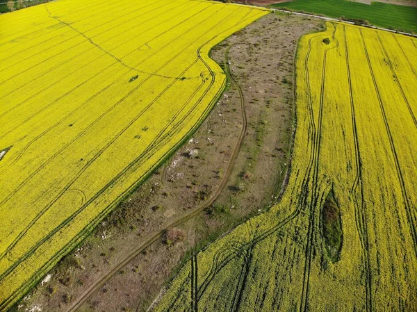 Vista de drones de campos de semillas de violación amarilla —  Fotos de Stock