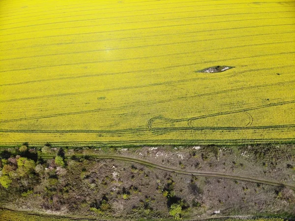 Drone View of Yellow Rape Seed Fields — Stock Photo, Image