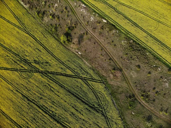 Vue par Drone des champs de graines de viols jaunes — Photo