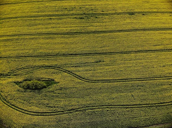 Drone View of Yellow Rape Seed Fields — Stock Photo, Image