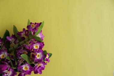 Pembe Orkide Çiçeği Sarı Arka Plan izole