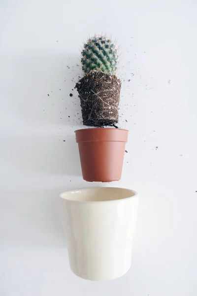 Trasplante un cactus en una maceta más grande — Foto de Stock