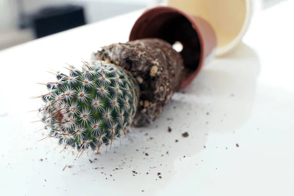 Transplantera en kaktus i en större blomkruka — Stockfoto