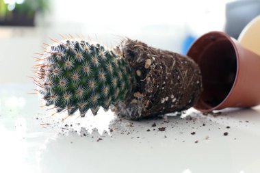 Daha Büyük Bir Saksıya Kaktüs Nakli