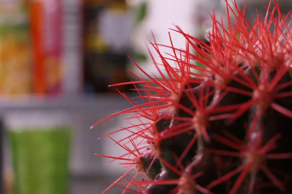 Macro Vista de espinas de cactus rojas —  Fotos de Stock