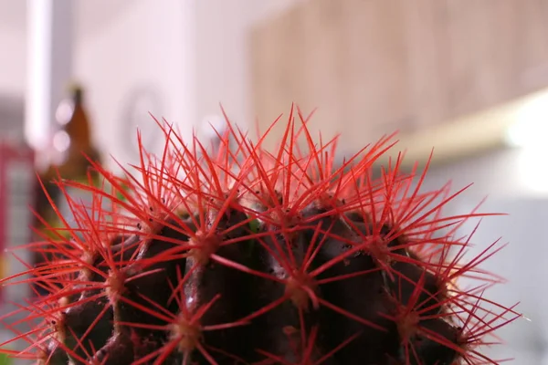 Macro Vista de espinas de cactus rojas —  Fotos de Stock