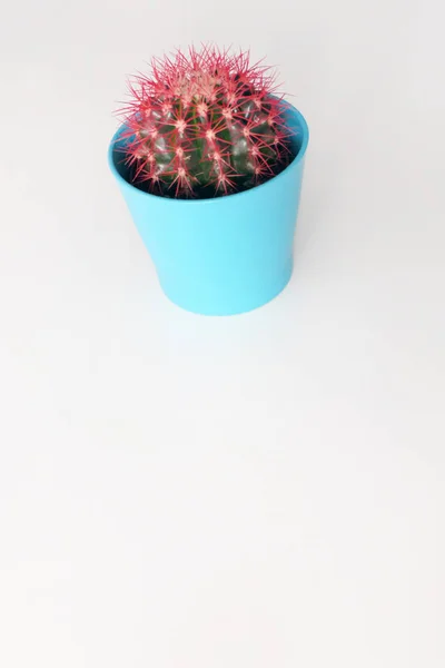 Cactus con espinas rojas en una maceta azul — Foto de Stock