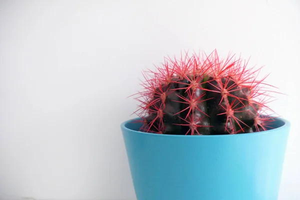 Cactus con espinas rojas en una maceta azul —  Fotos de Stock