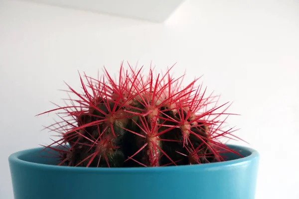 Cacto com espinhos vermelhos em um vaso de flor azul — Fotografia de Stock