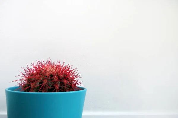 Cactus con espinas rojas en una maceta azul —  Fotos de Stock