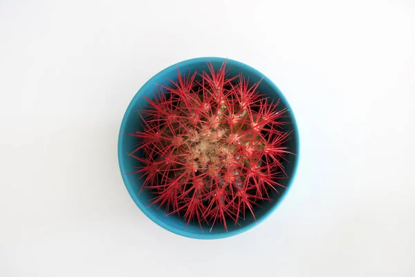 Cactus con espinas rojas en una maceta azul — Foto de Stock