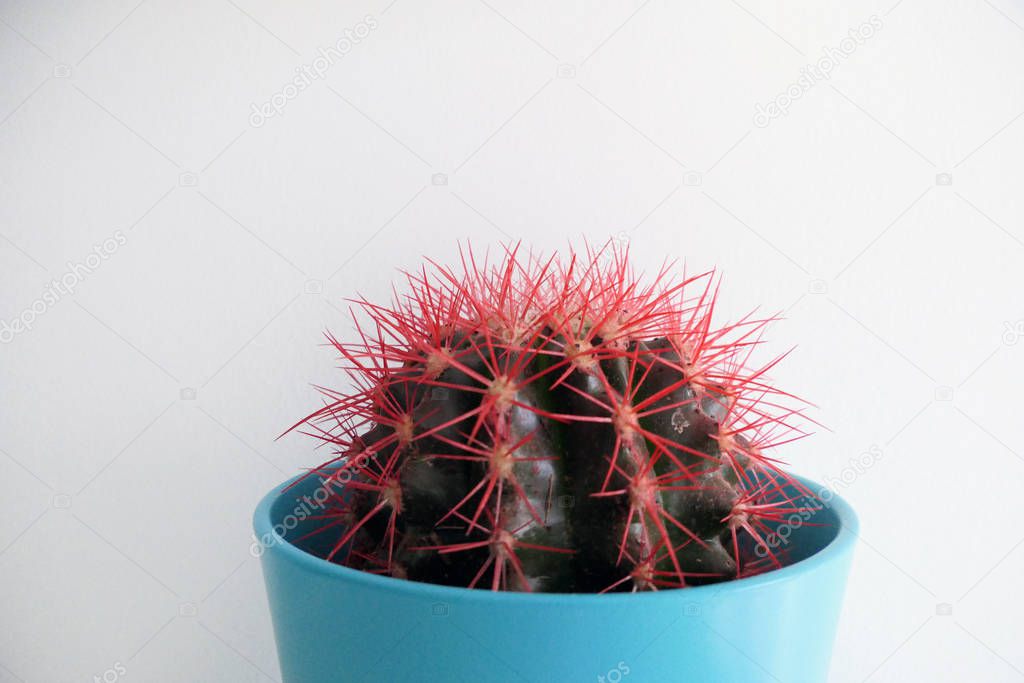 Cactus with red thorns in a Blue Flower Pot