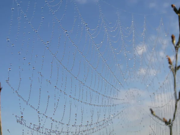 Telaraña en la naturaleza salvaje bajo suave luz del amanecer — Foto de Stock