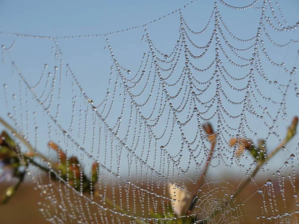 Telaraña en la naturaleza salvaje bajo suave luz del amanecer — Foto de Stock