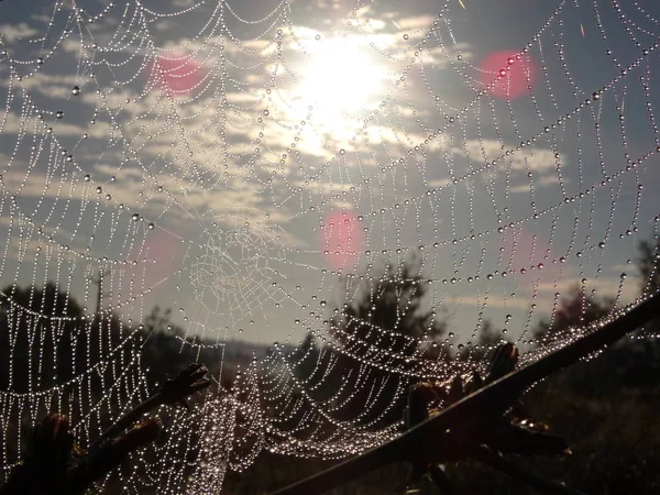 Cobweb in the wild nature under soft sunrise light — Stock Photo, Image