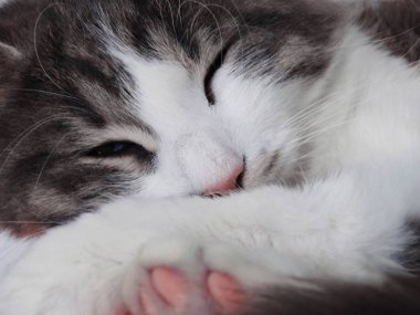 Tatlı Kabarık Gri ve Beyaz Kedi rahat uyku