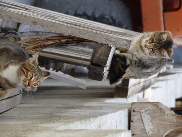 Zwei junge Outdoor-Katzen hängen herum — Stockfoto