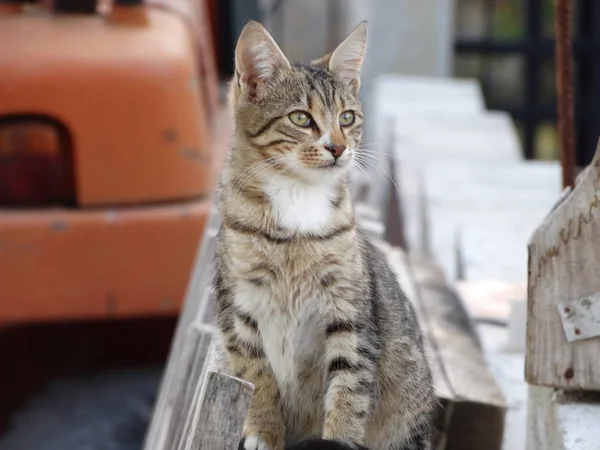 Sweet outdoor Cat Staying on a Wooden Pallet