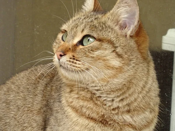 Domestico grasa marrón gato mirando a un lado — Foto de Stock