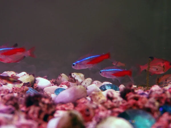 Small Decorative Fishes swimming in an aquarium under neon light — Stock Photo, Image