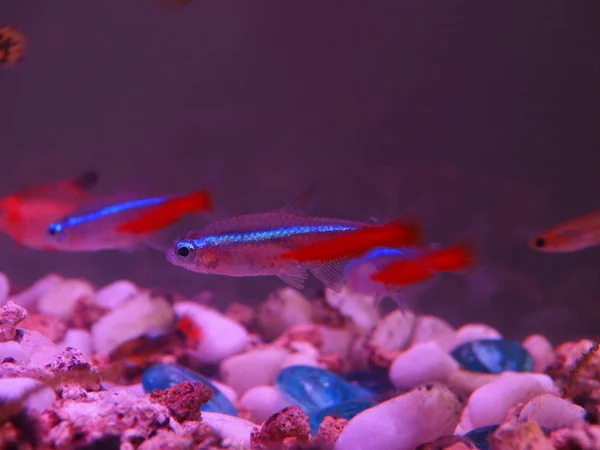 Drobné ozdobné ryby plaví v akváriu pod neonové světlo — Stock fotografie