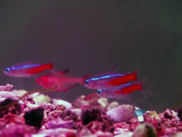 Kleine Zierfische schwimmen im Aquarium unter Neonlicht — Stockfoto