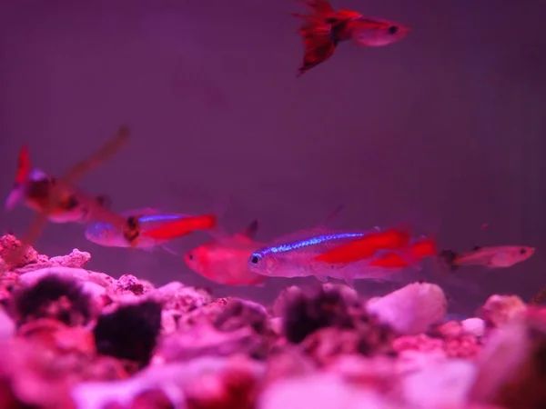 Kleine decoratieve vissen zwemmen in een aquarium onder neon licht — Stockfoto