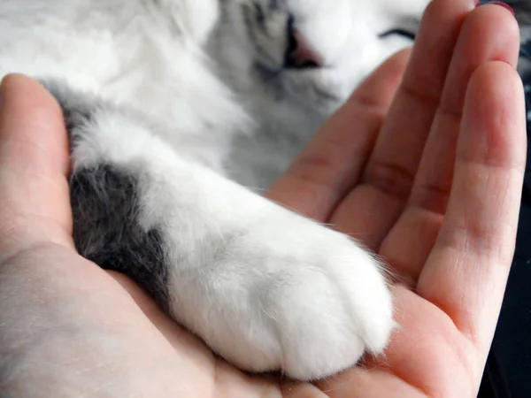 Bir Evcil Uyuyan Kedi Tatlı Flyffy Pençe