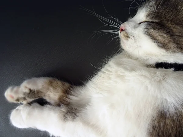 Солодкий пухнастий сірий і білий кіт спальний затишний — стокове фото