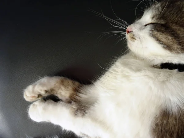 Sweet Fluffy Gray dan White Cat tidur nyaman — Stok Foto