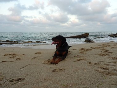 Yetişkin Rottweiler köpek Plajda rahatlatıcı