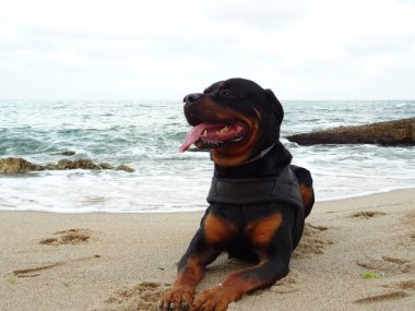 Yetişkin Rottweiler köpek Plajda rahatlatıcı