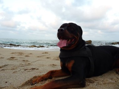 Yetişkin Rottweiler köpek Plajda rahatlatıcı
