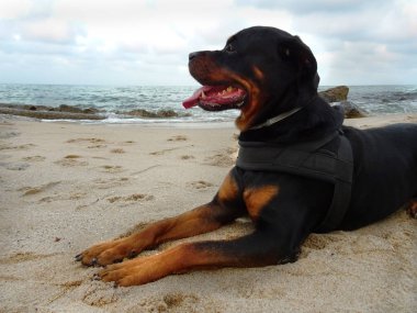Yetişkin Rottweiler köpek Plajda rahatlatıcı