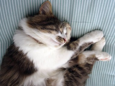 Tatlı Kabarık Gri ve Beyaz Kedi rahat uyku