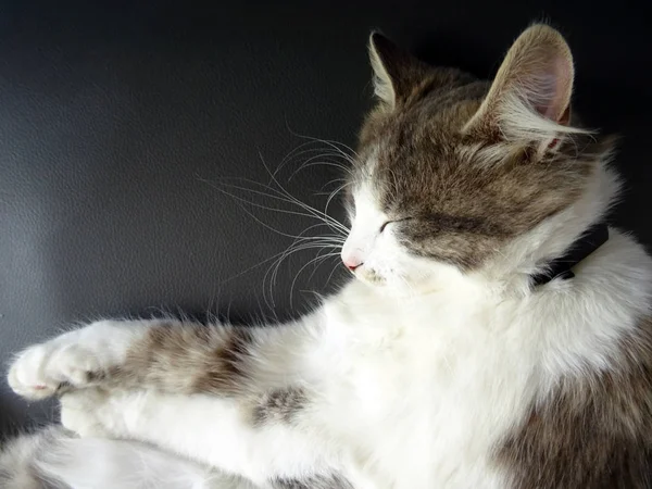 Zoete pluizige grijze en witte kat slapen Cozy — Stockfoto