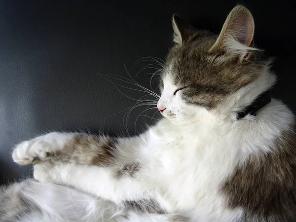 Doux moelleux gris et chat blanc dormir confortable — Photo