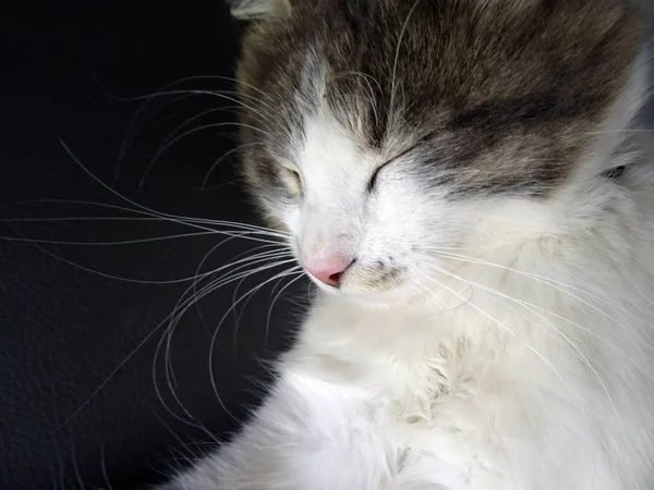Süße flauschige graue und weiße Katze schläft gemütlich — Stockfoto