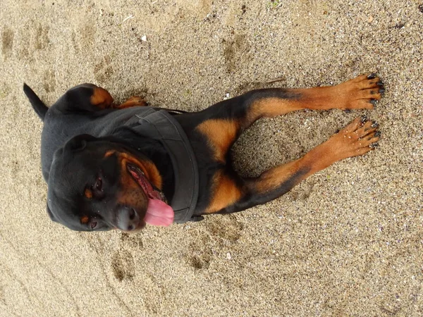 Felnőtt Rottweiler kutya pihen a strandon — Stock Fotó